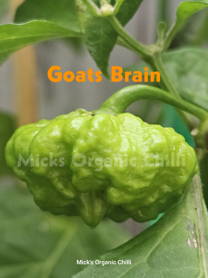 Goats Brain 10 Seeds