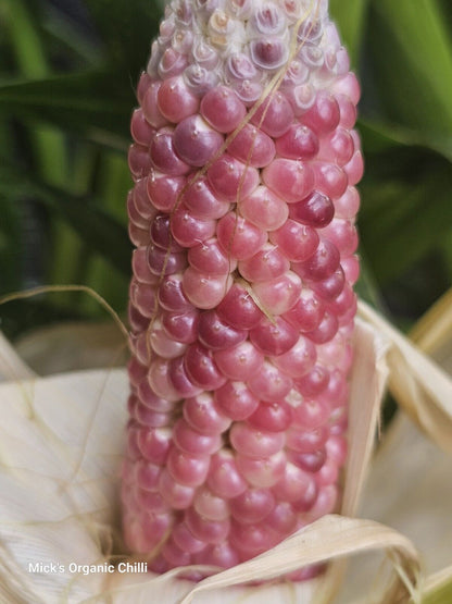 Corn - Rare Pink 10 Seeds