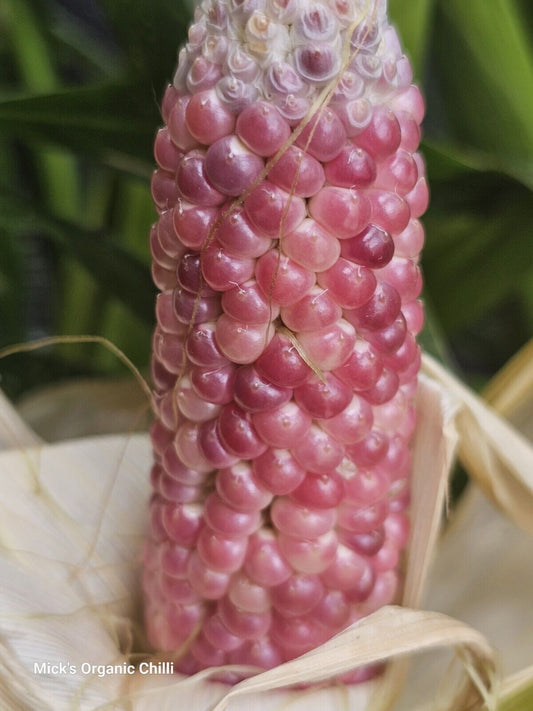 Corn - Rare Pink 10 Seeds