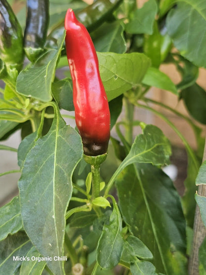 Chilli - African Black Birds Eye 10 Seeds