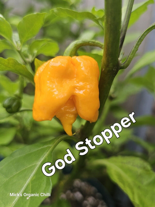 Chilli - God stopper 10 Seeds