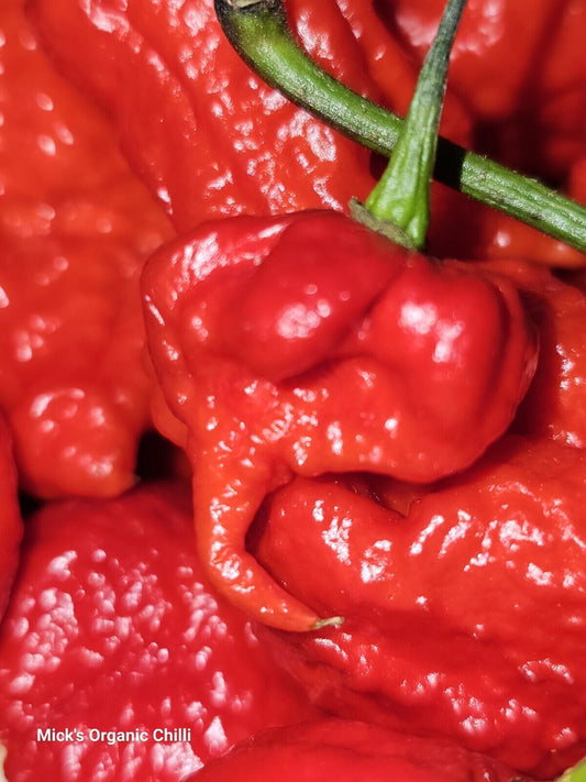 Carolina Reaper Chilli 25 Seeds