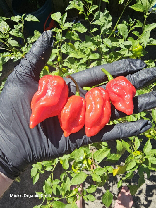 Chilli - Trinidad Scorpion Butch-T 10 Seeds