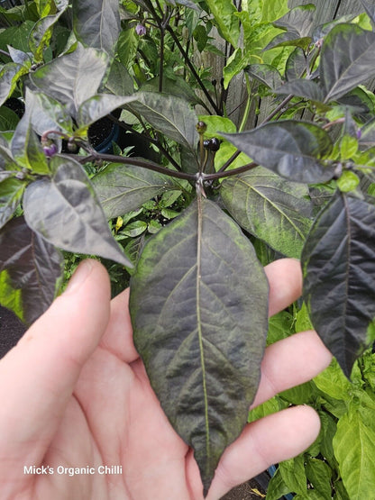 Chilli - Mattapeno X Mutant F2 10 Seeds