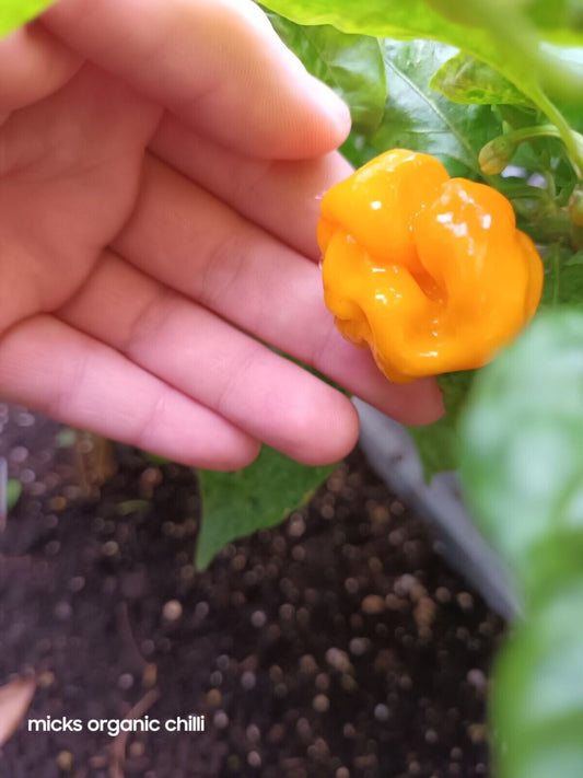 (Rare) Fatality Orange - 10 Chilli Seeds