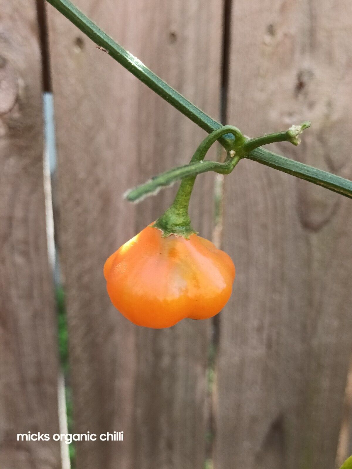 Aji Mango Stumpy 10 Seeds