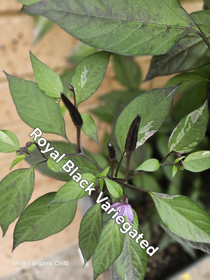 Chilli - Variegated Royal Black 10 Seeds