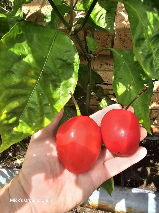 Chilli - Rocoto Red Round 10 Seeds