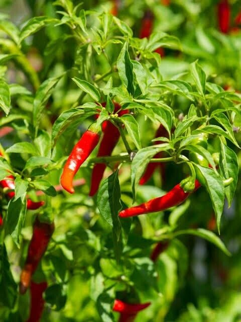 Cayenne Chilli Seeds 20+ per pack