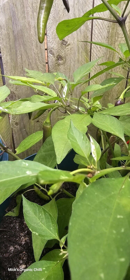 Chilli - Zimbabwe Black Variegated 10 Seeds