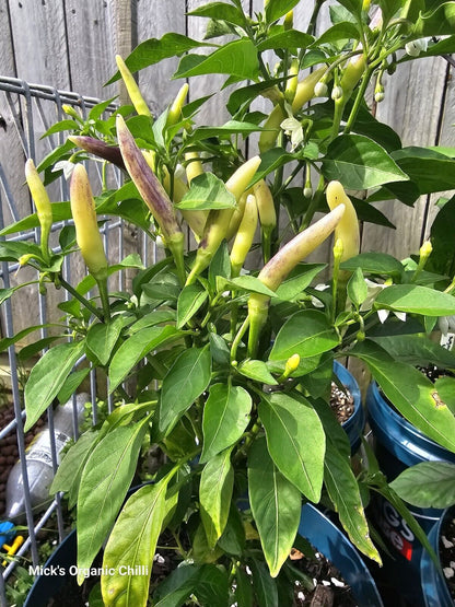 Chilli - Khangstarr White Thai 10 Seeds