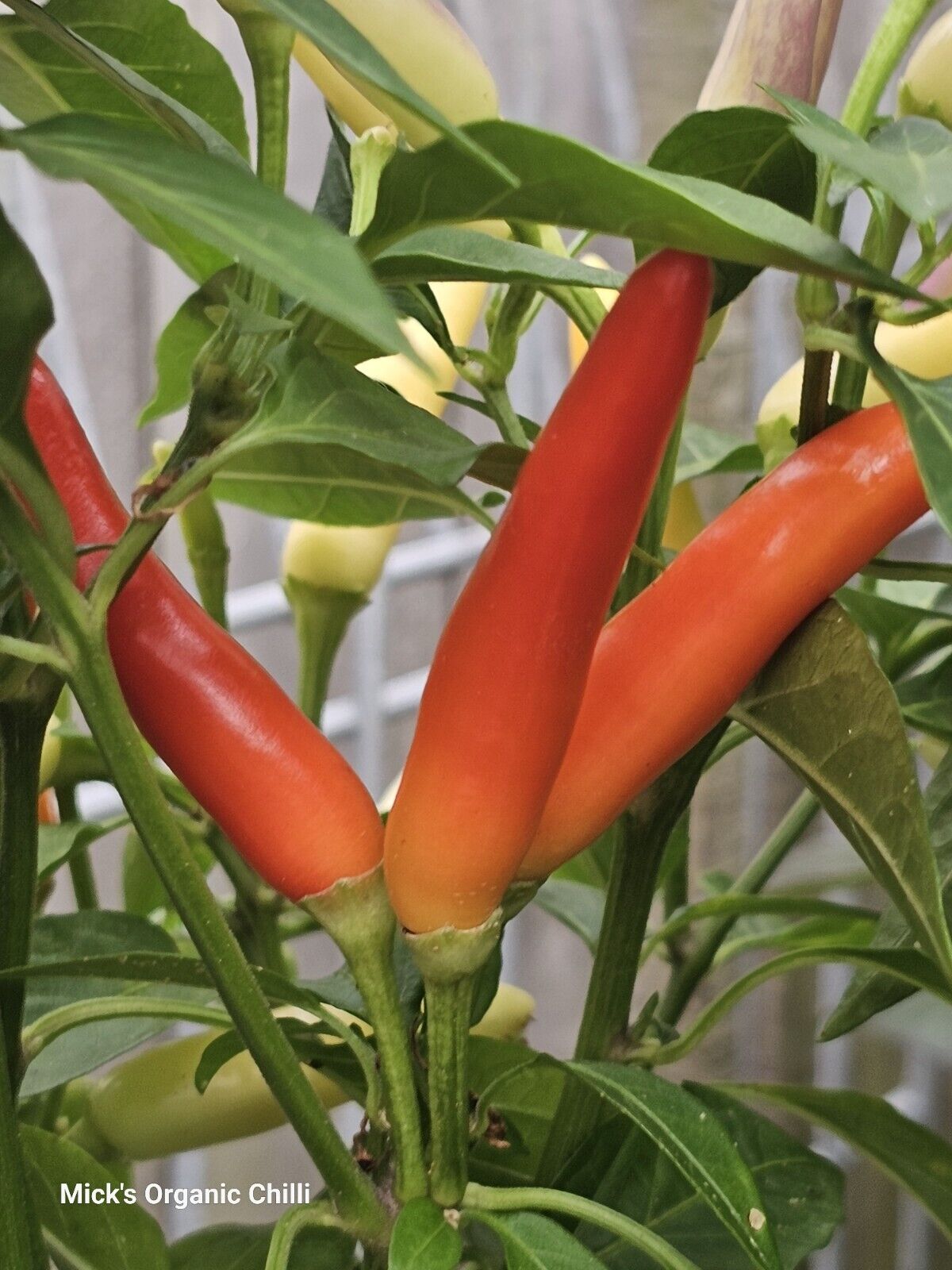 Chilli - Khangstarr White Thai 10 Seeds