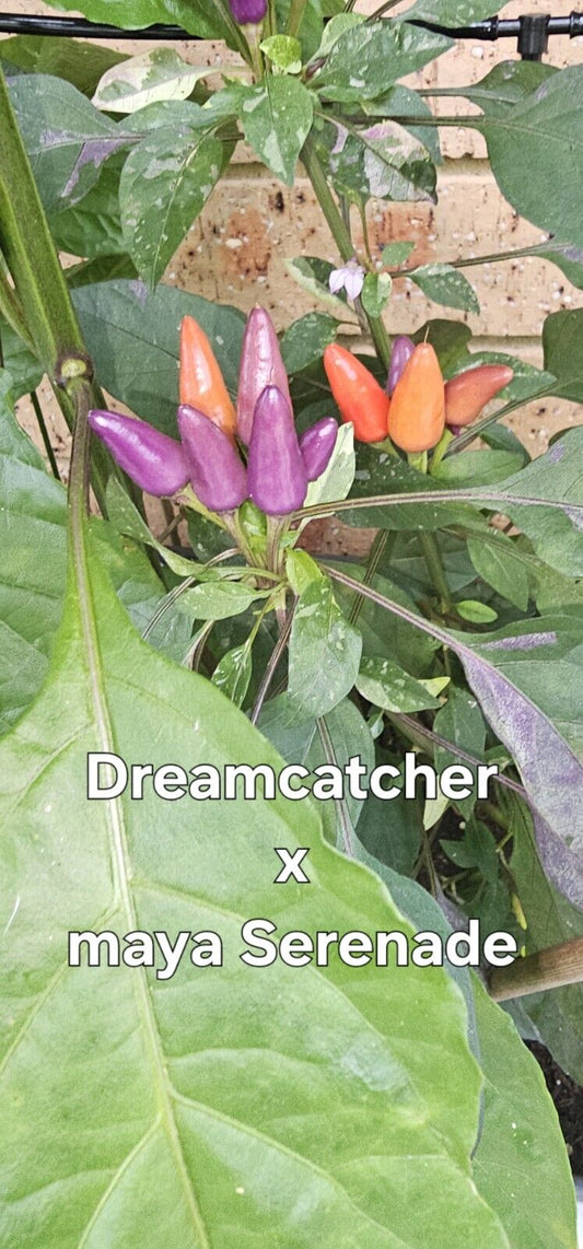 Chilli - Dream Catcher X Maya Serenade 10 Seeds