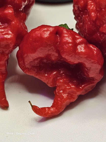 Carolina Reaper Chilli 25 Seeds