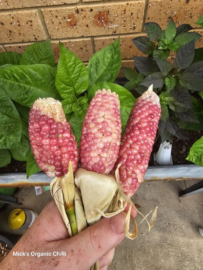 Corn - Rare Pink 10 Seeds
