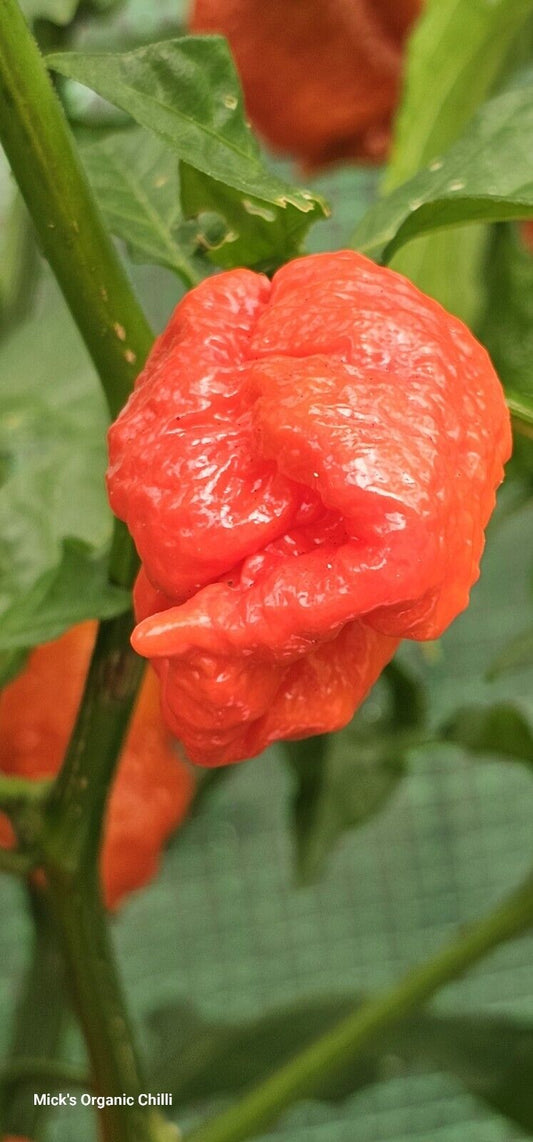 Chilli - Dragons Breath 10 Seeds