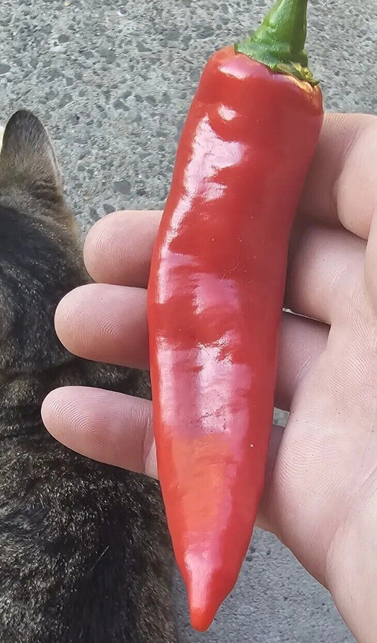 Chilli - Aji Amarillo 10 Seeds