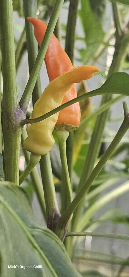 Chilli - Rainbow Cayenne 10 Seeds