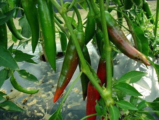 Chilli - Mexican Mirasol/Guajillo 10 Seeds