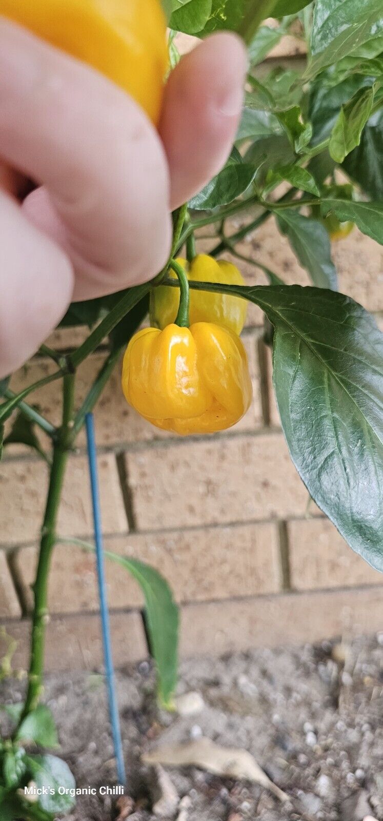 Chilli - Trinidad Scorpion 10 Seeds