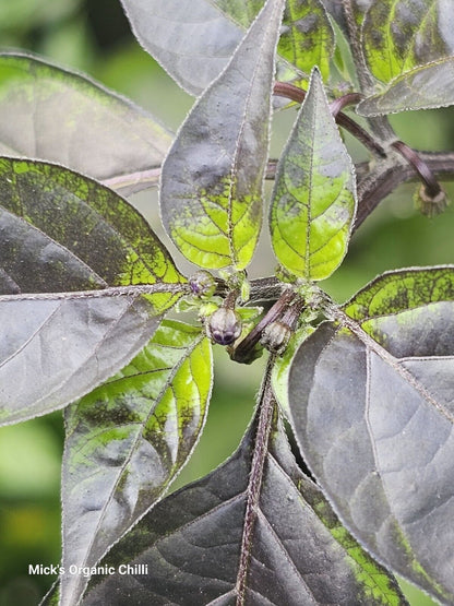 Chilli - Mattapeno X Mutant F2 10 Seeds