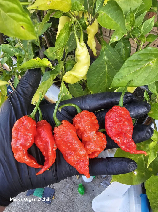 Chilli - Red Primotalii 10 Seeds