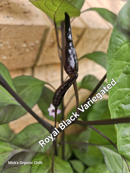 Chilli - Variegated Royal Black 10 Seeds