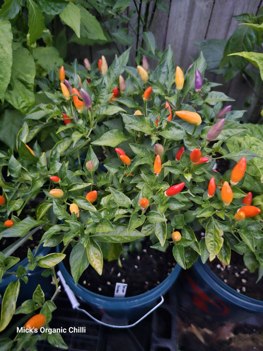 Chilli - Bolivian Rainbow 10 Seeds