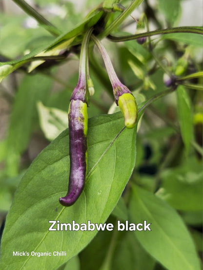 Chilli - Zimbabwe Black Variegated 10 Seeds