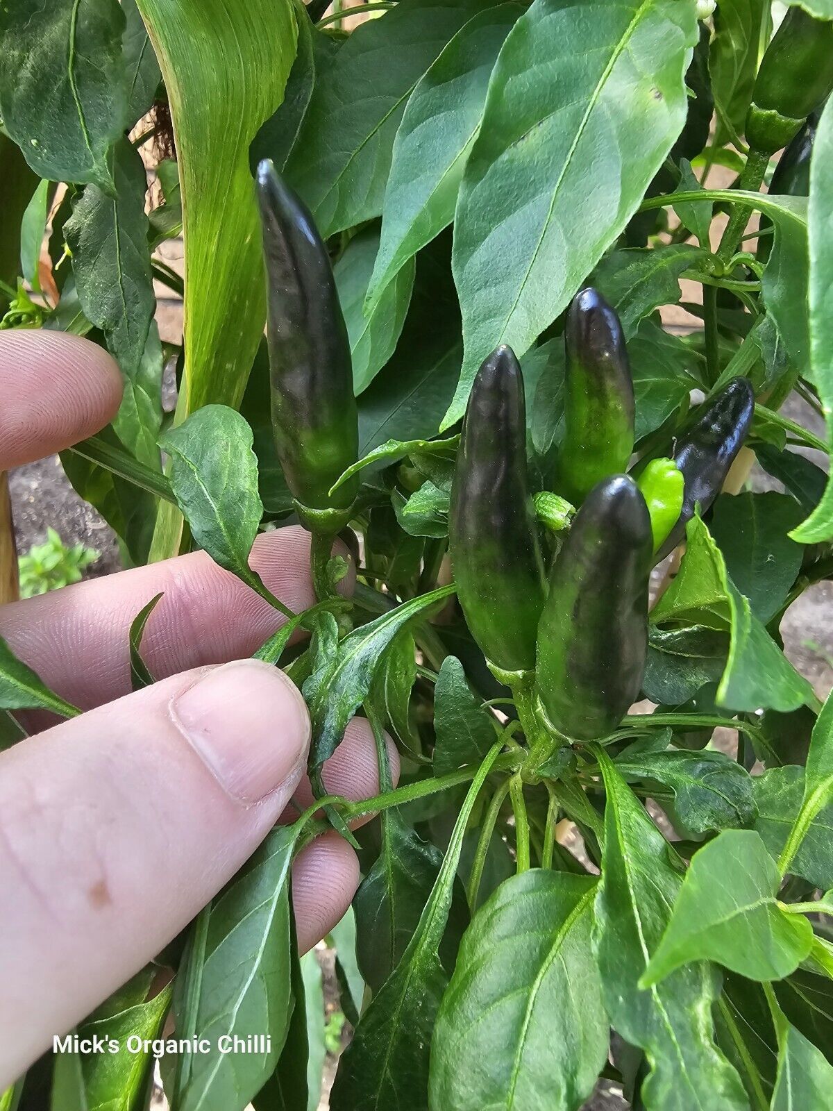 Chilli - African Black Birds Eye 10 Seeds