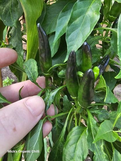 Chilli - African Black Birds Eye 10 Seeds
