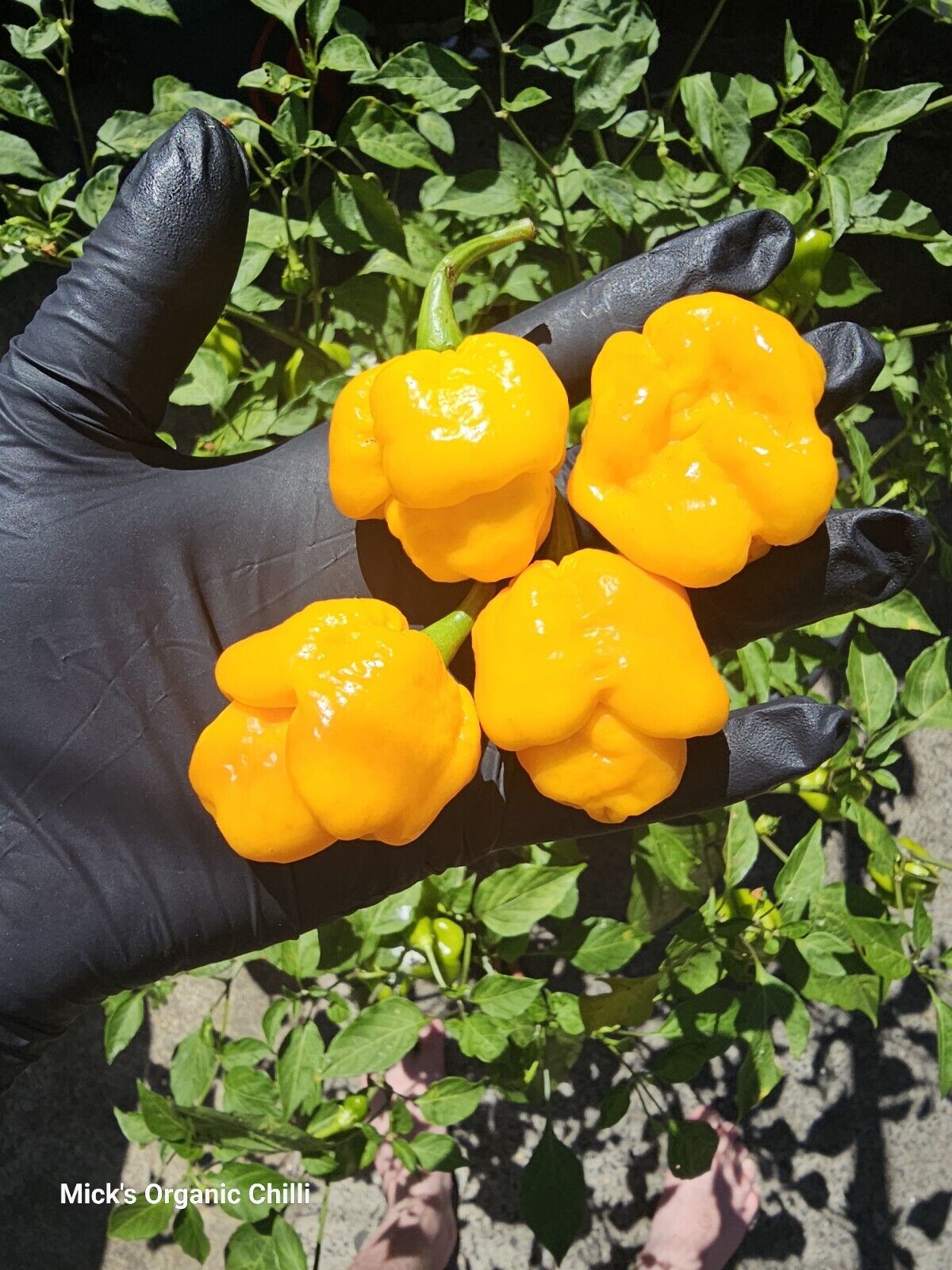 Chilli - 7 Pod Yellow 10 Seeds