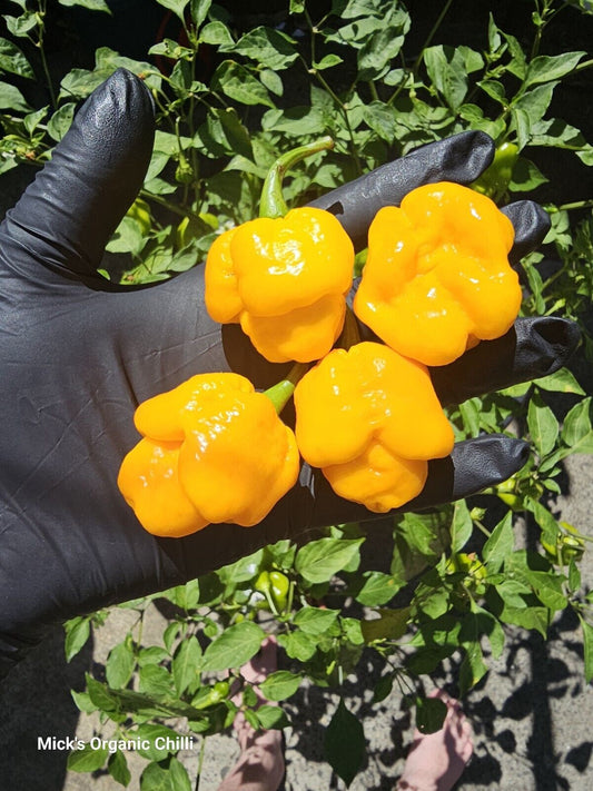 Chilli - 7 Pod Yellow 10 Seeds