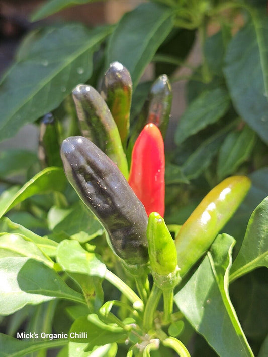 Chilli - African Black Birds Eye 10 Seeds