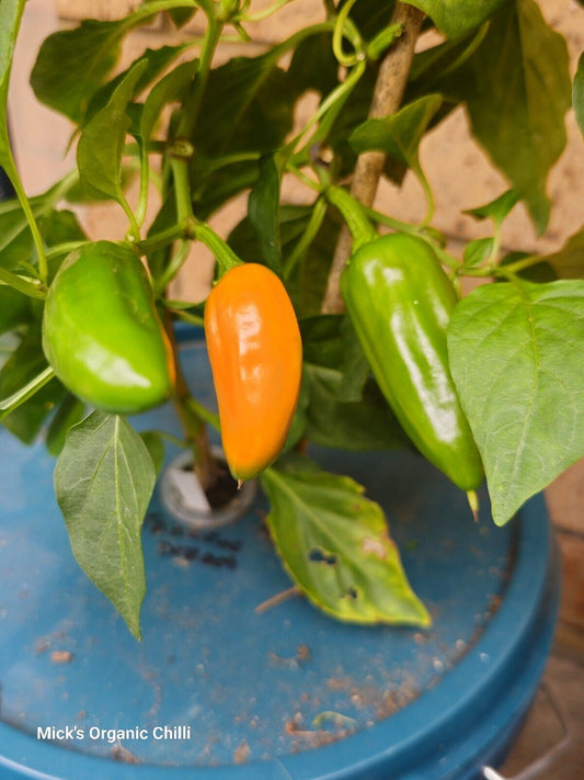 Chilli - Tangerine Dream 10 Seeds
