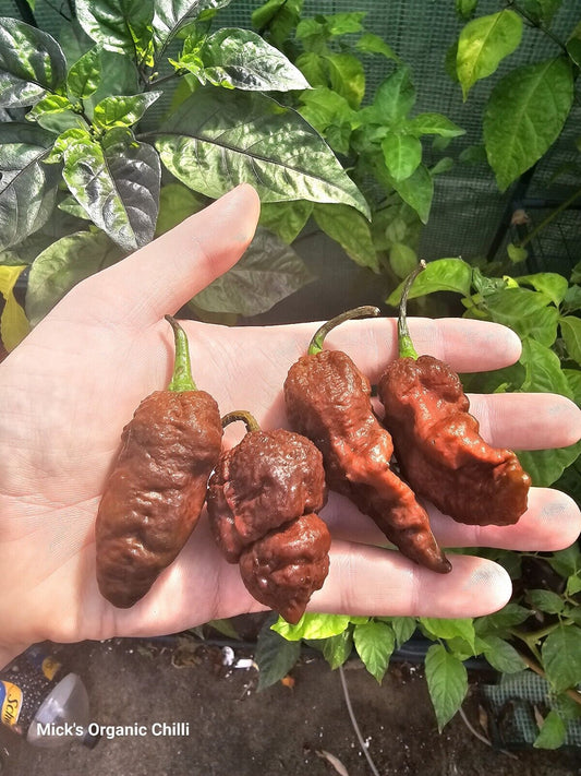 Chilli- Big Black Mamma 10 Seeds