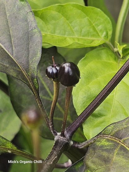 Chilli - Mattapeno X Mutant F2 10 Seeds