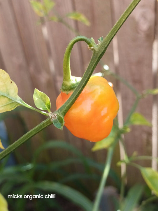 Aji Mango Stumpy 10 Seeds