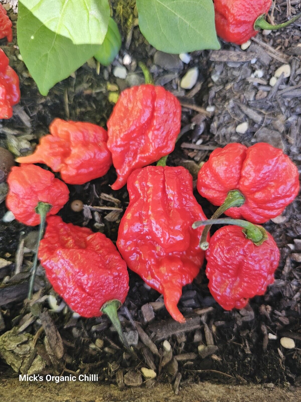 Carolina Reaper Chilli 25 Seeds