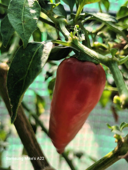 Variegated Fish Pepper Chilli 10 SEEDS