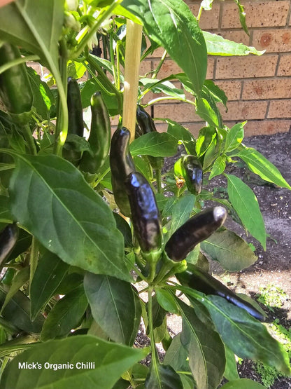 Chilli - African Black Birds Eye 10 Seeds