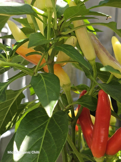 Chilli - Khangstarr White Thai 10 Seeds