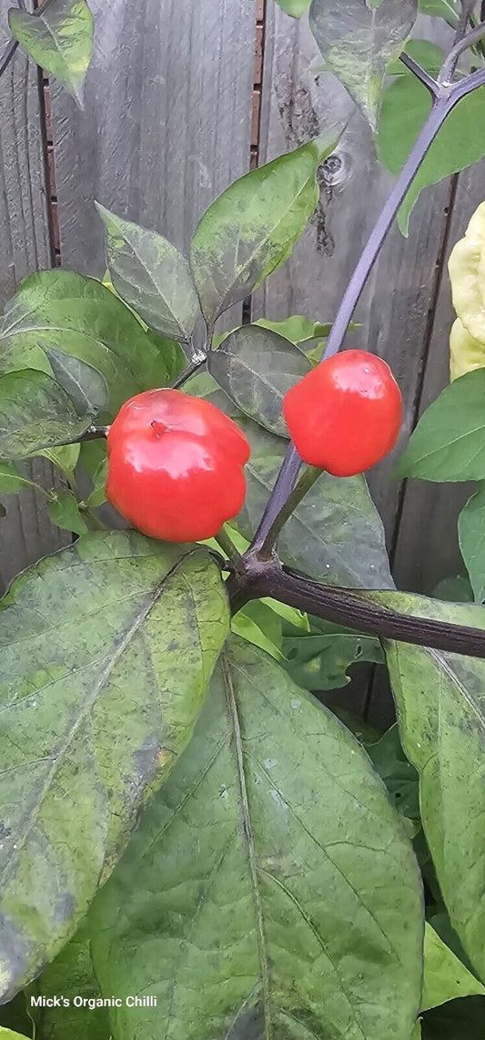 Chilli - Mattapeno X Mutant F2 10 Seeds