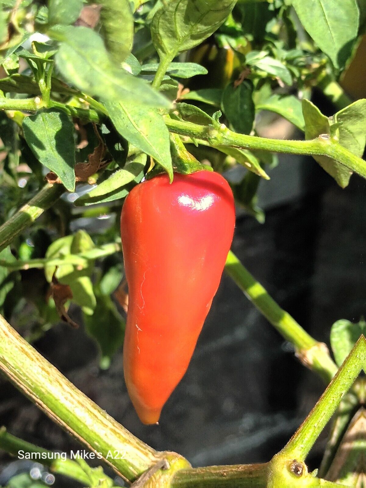 Variegated Fish Pepper Chilli 10 SEEDS