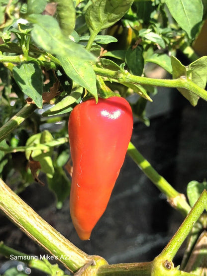 Variegated Fish Pepper Chilli 10 SEEDS