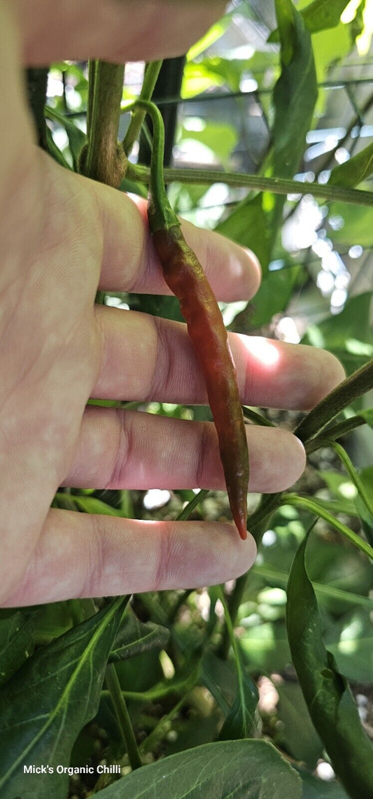Chilli- De Arbol 10 Seeds