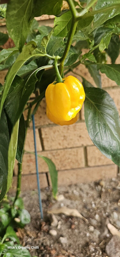Chilli - Trinidad Scorpion 10 Seeds
