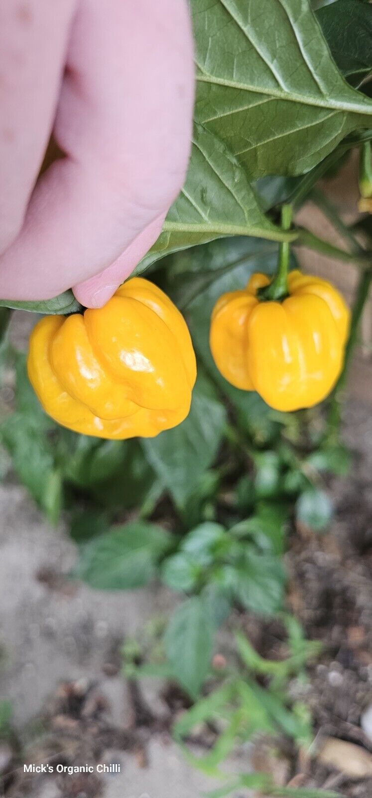 Chilli - Trinidad Scorpion 10 Seeds
