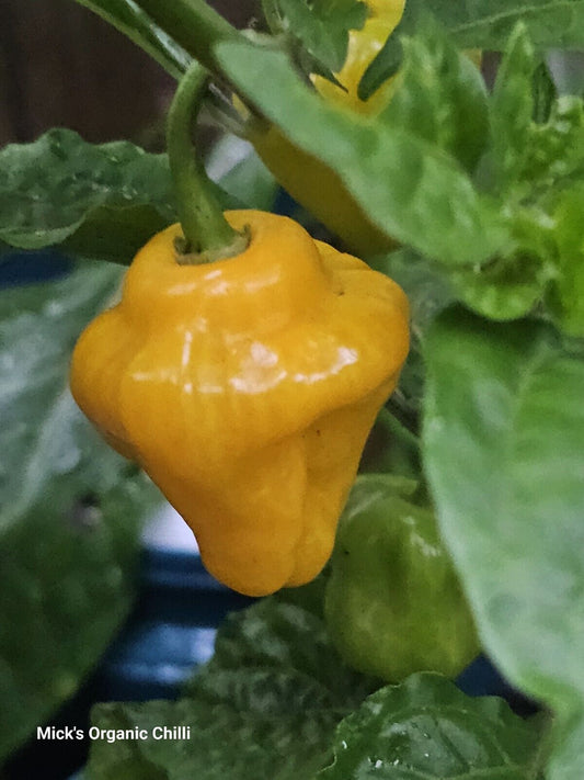 Chilli - Trinidad Perfume Chilli 10 Seeds