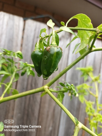 Variegated Fish Pepper Chilli 10 SEEDS